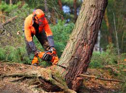 Best Fruit Tree Pruning  in Faxon, PA