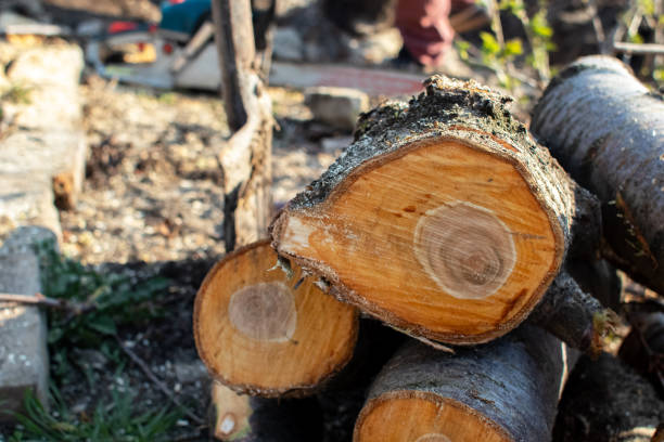 Best Tree Trimming and Pruning  in Faxon, PA