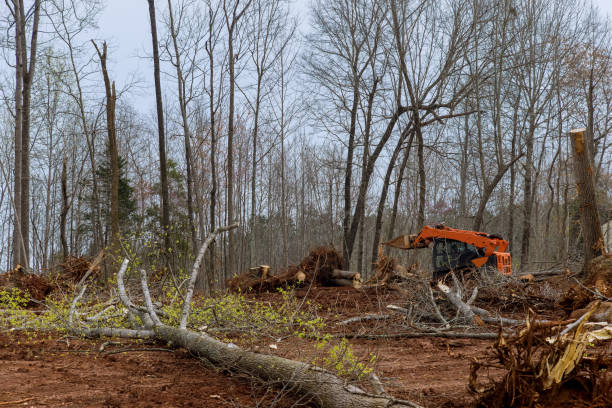 Best Firewood Processing and Delivery  in Faxon, PA