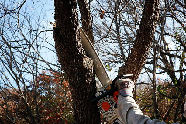 Best Emergency Tree Removal  in Faxon, PA