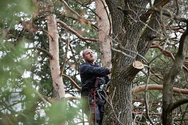 How Our Tree Care Process Works  in  Faxon, PA