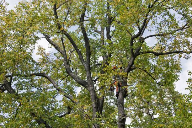 Best Commercial Tree Services  in Faxon, PA